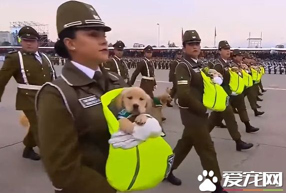 史上最可爱阅兵典礼 未来的军警犬来见世面啦