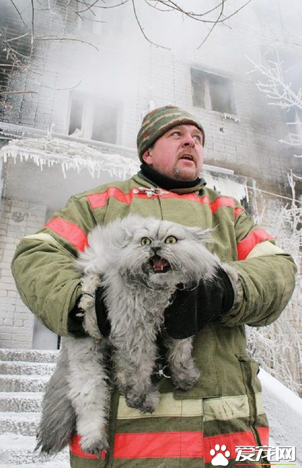 超级霸气战斗民族猫咪 被救火场后依旧战力破表