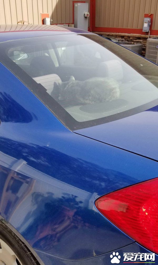 坚持不懈与小猫互动 时长六年小猫卸下心防