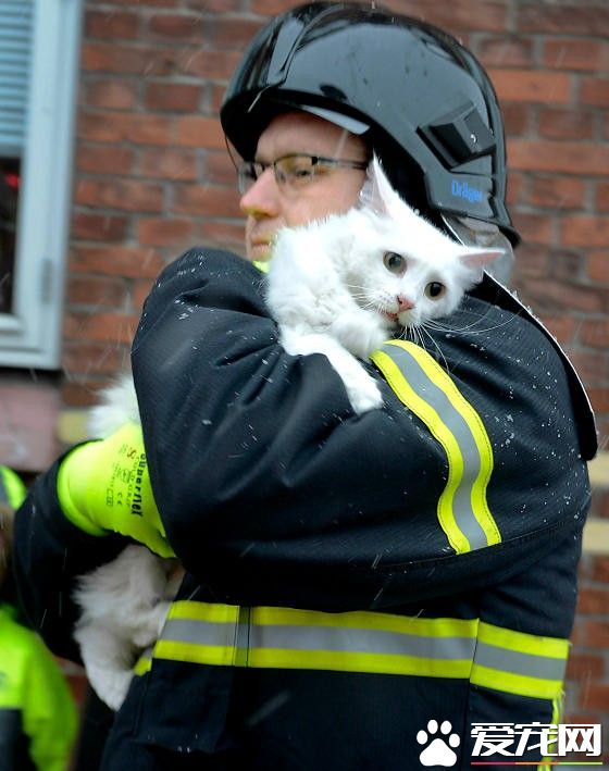 超级霸气战斗民族猫咪 被救火场后依旧战力破表