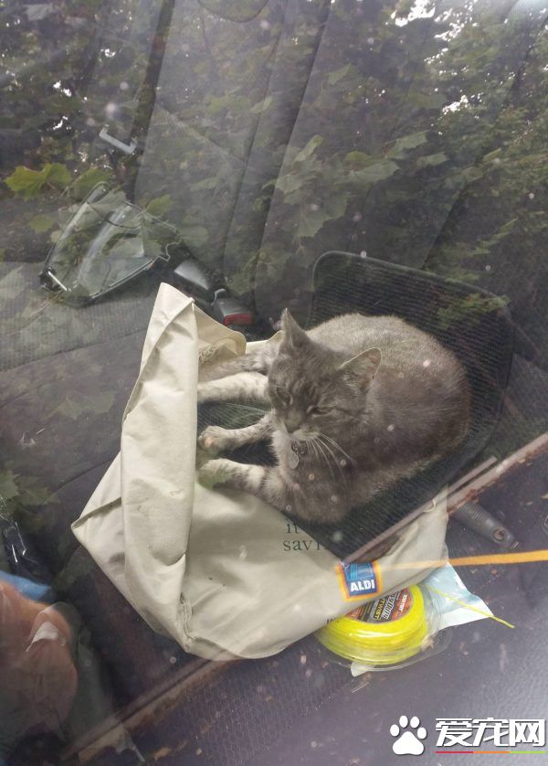 坚持不懈与小猫互动 时长六年小猫卸下心防