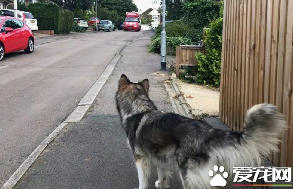超爱冰淇淋的狗狗每天等冰淇淋车 可爱模样萌翻网友