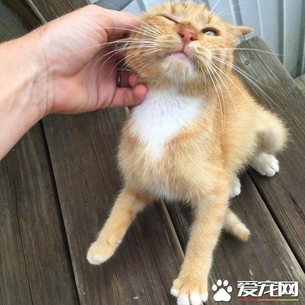 超可爱喵星人 为自己挑了四岁小男孩当猫奴收编