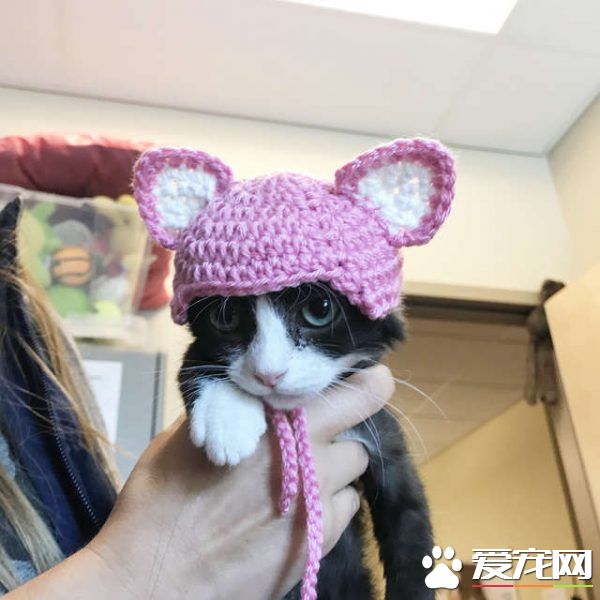 猫咪耳朵尾巴被割掉 在志工帮助下找到超适合的猫奴