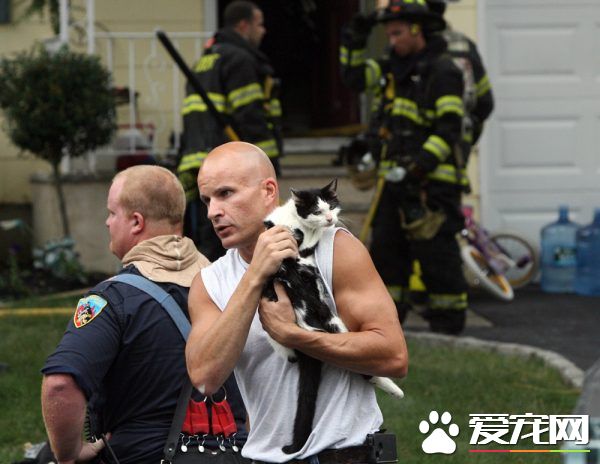 超级霸气战斗民族猫咪 被救火场后依旧战力破表