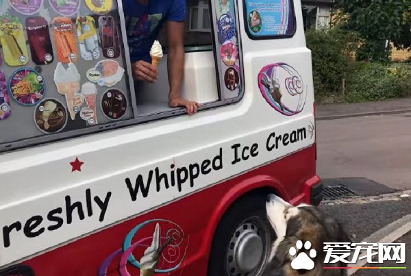 超爱冰淇淋的狗狗每天等冰淇淋车 可爱模样萌翻网友