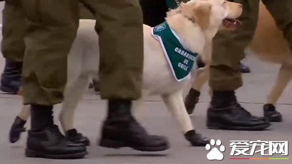 史上最可爱阅兵典礼 未来的军警犬来见世面啦