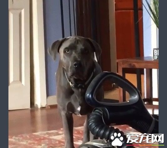 再高的围栏都挡不住的大狗狗 死穴居然是吸尘器