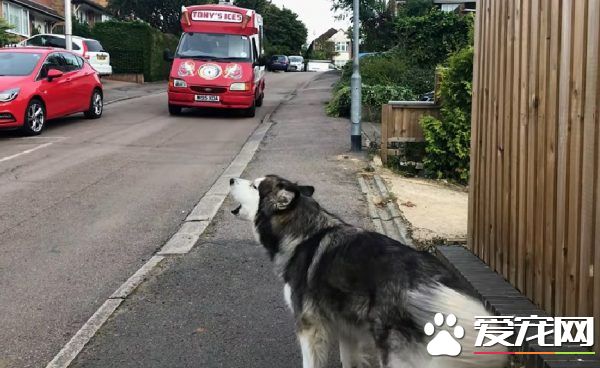 超爱冰淇淋的狗狗每天等冰淇淋车 可爱模样萌翻网友
