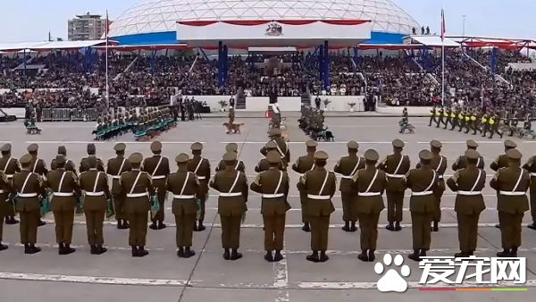 史上最可爱阅兵典礼 未来的军警犬来见世面啦