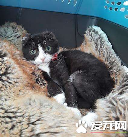 猫咪耳朵尾巴被割掉 在志工帮助下找到超适合的猫奴