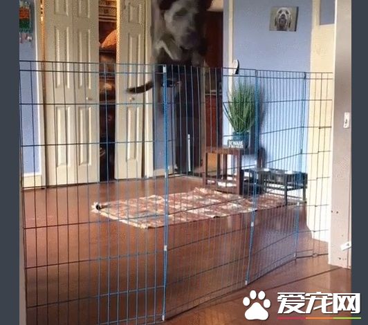 再高的围栏都挡不住的大狗狗 死穴居然是吸尘器