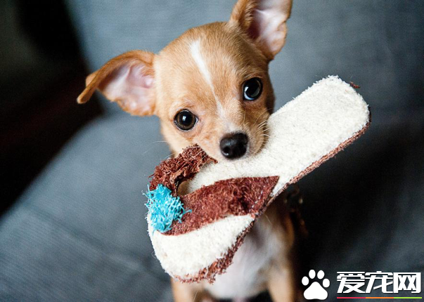 新买的狗狗免疫力低下易生病是什么原因？WOWO羊初乳蛋白粉为你解析