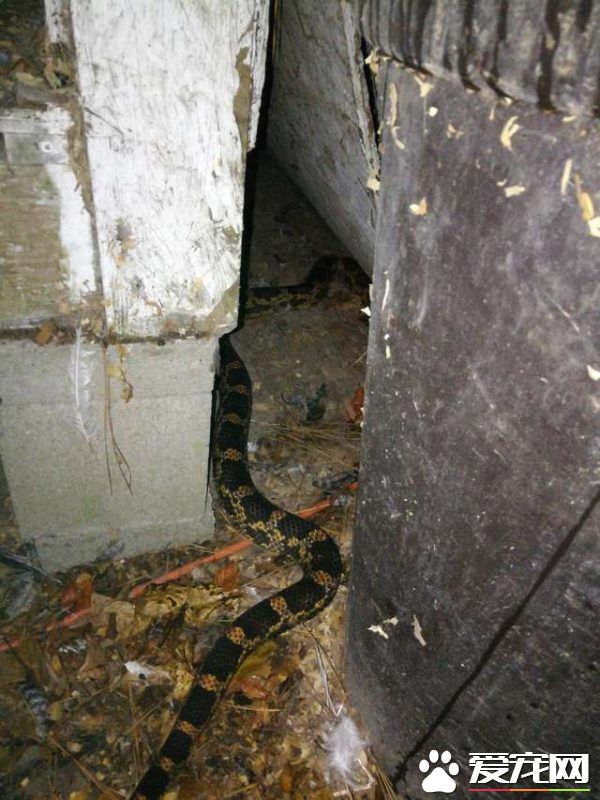 鸡蛇也可以和睦相处 原来蛇也不是那么可怕