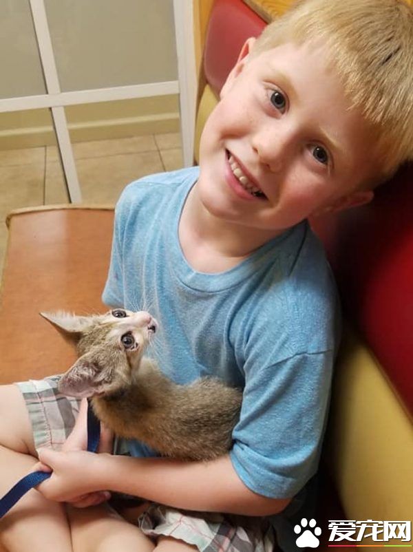 小猫被困高速路中央动弹不得 幸得好心人解救