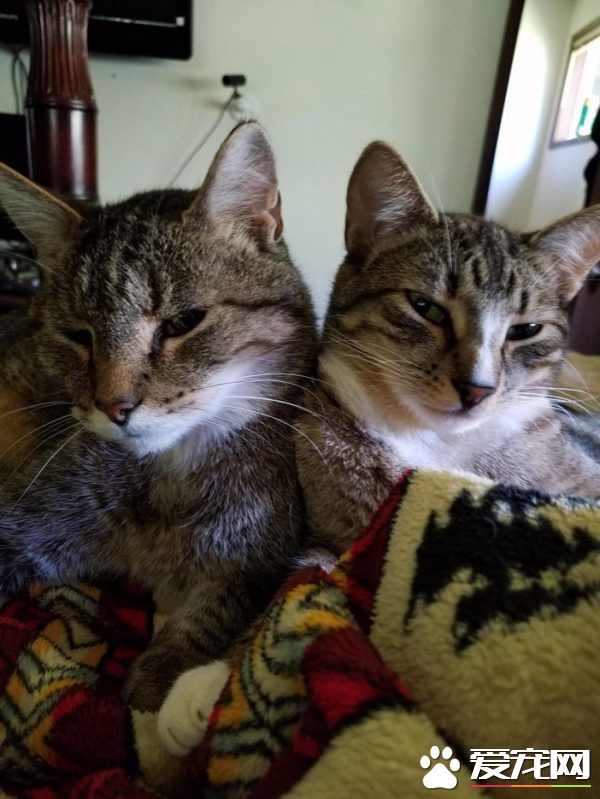 超可爱喵星人 自己选猫奴不惜半夜闯进帐篷