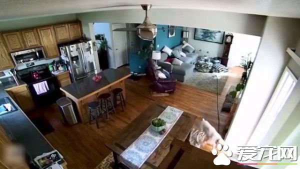 竟然惨遭水患！原来是一只顽皮的狗狗把水管咬进家里