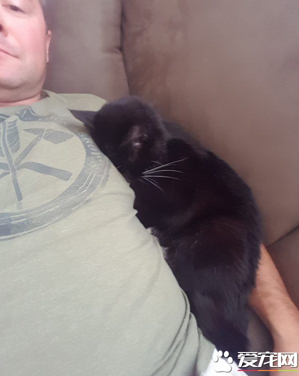 18岁猫奶奶被家人弃养 在收容所幸遇真命猫奴