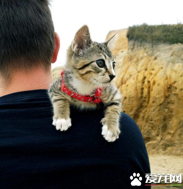 超可爱喵星人 自己选猫奴不惜半夜闯进帐篷