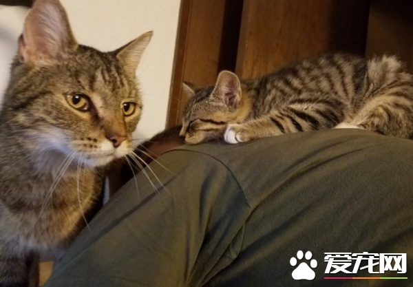 超可爱喵星人 自己选猫奴不惜半夜闯进帐篷