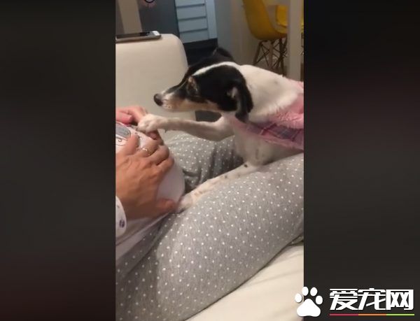 狗狗超爱未出世的小主人 用头狂蹭马麻肚皮