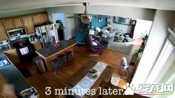 竟然惨遭水患！原来是一只顽皮的狗狗把水管咬进家里