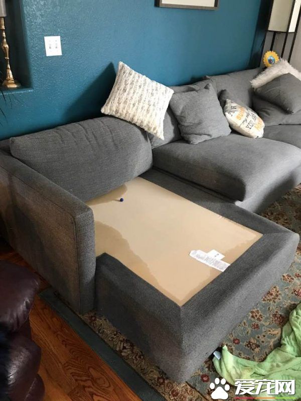 竟然惨遭水患！原来是一只顽皮的狗狗把水管咬进家里