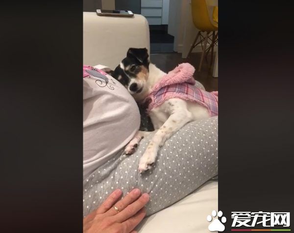 狗狗超爱未出世的小主人 用头狂蹭马麻肚皮