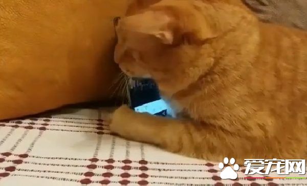 全盲猫咪听见琴音超喜欢 爱猫钢琴家又多位忠实听众