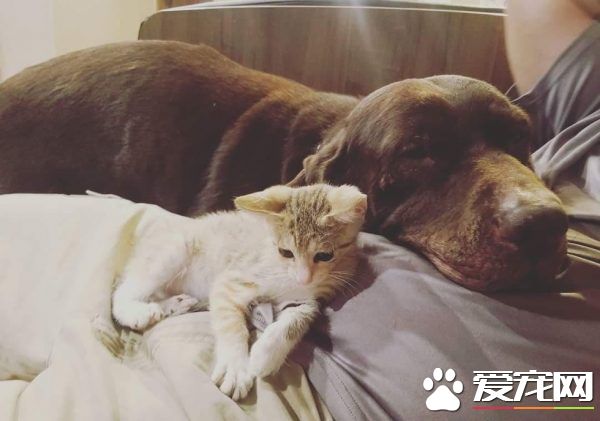 小猫被困高速路中央动弹不得 幸得好心人解救