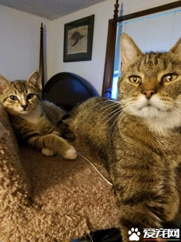 超可爱喵星人 自己选猫奴不惜半夜闯进帐篷