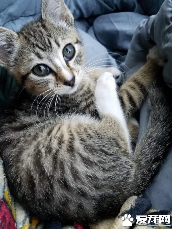 超可爱喵星人 自己选猫奴不惜半夜闯进帐篷