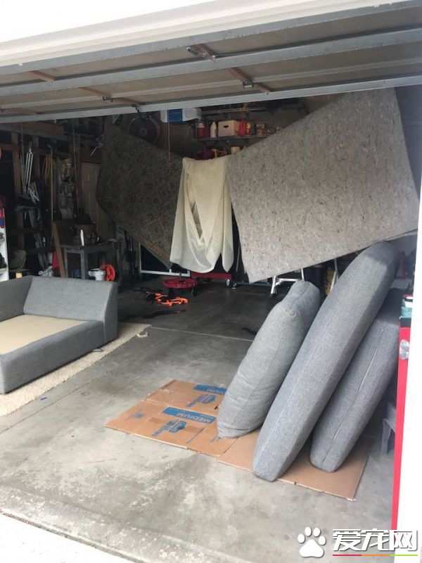 竟然惨遭水患！原来是一只顽皮的狗狗把水管咬进家里