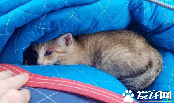 小猫被困高速路中央动弹不得 幸得好心人解救