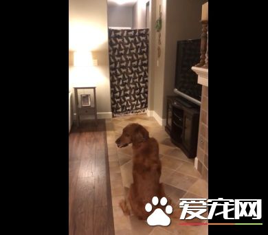 狗狗以为又玩无聊游戏了 竟然出现意外的惊喜