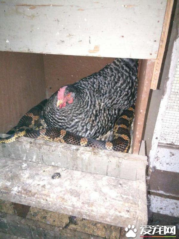 鸡蛇也可以和睦相处 原来蛇也不是那么可怕