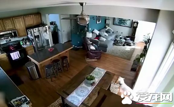 竟然惨遭水患！原来是一只顽皮的狗狗把水管咬进家里