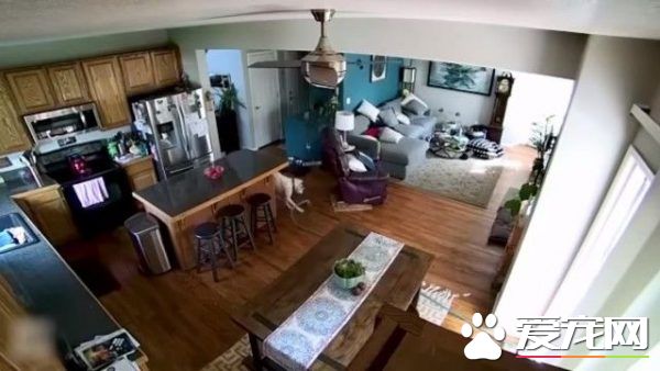 竟然惨遭水患！原来是一只顽皮的狗狗把水管咬进家里