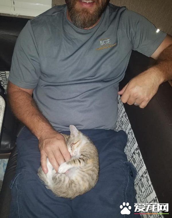 小猫被困高速路中央动弹不得 幸得好心人解救