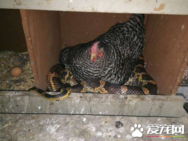 鸡蛇也可以和睦相处 原来蛇也不是那么可怕
