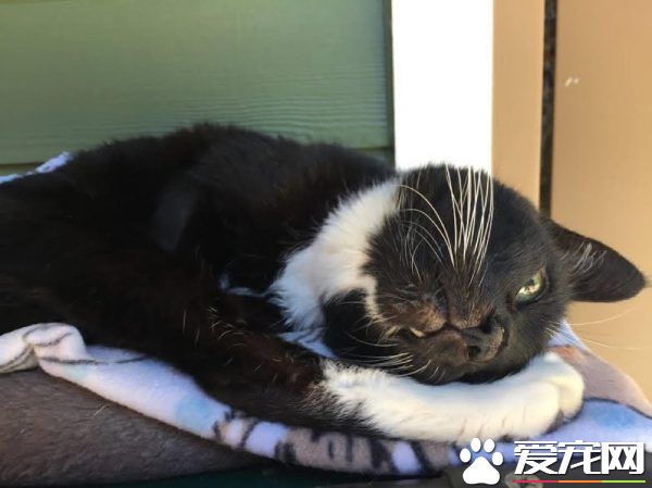 18岁猫奶奶被家人弃养 在收容所幸遇真命猫奴