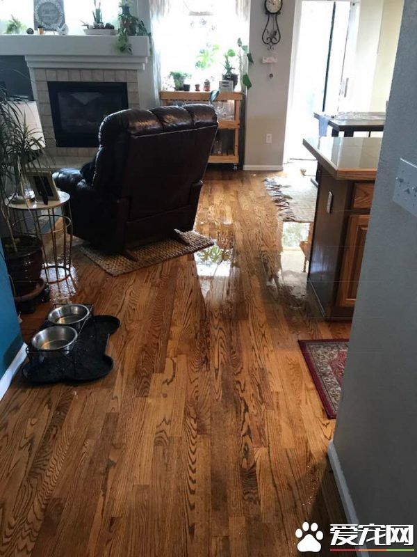 竟然惨遭水患！原来是一只顽皮的狗狗把水管咬进家里