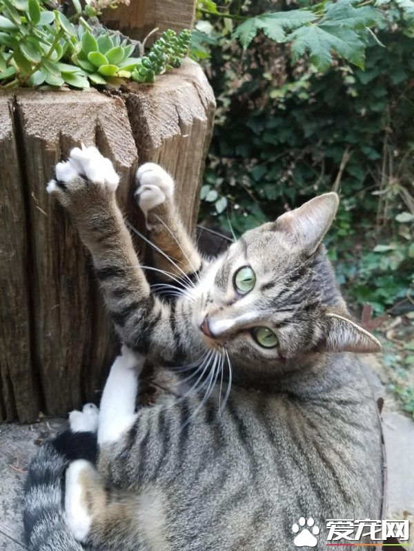 超可爱喵星人 自己选猫奴不惜半夜闯进帐篷