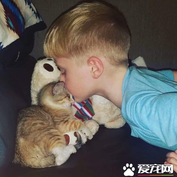 小猫被困高速路中央动弹不得 幸得好心人解救