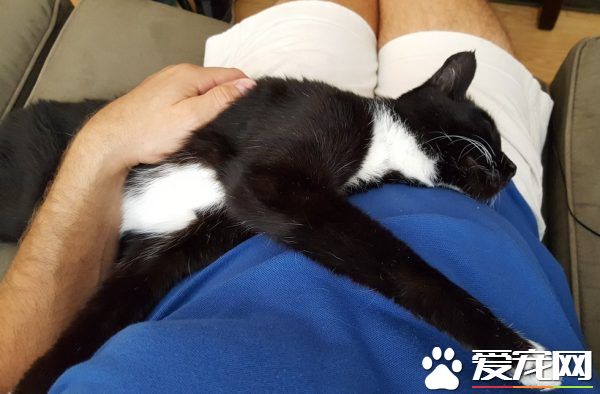 18岁猫奶奶被家人弃养 在收容所幸遇真命猫奴