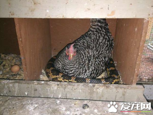 鸡蛇也可以和睦相处 原来蛇也不是那么可怕