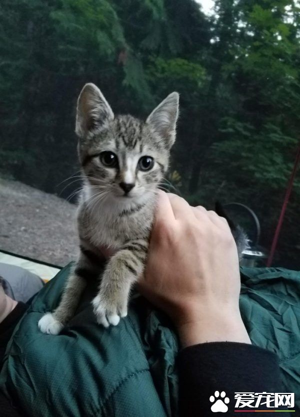 超可爱喵星人 自己选猫奴不惜半夜闯进帐篷