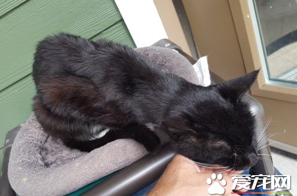 18岁猫奶奶被家人弃养 在收容所幸遇真命猫奴