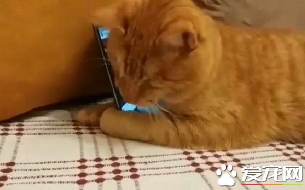 全盲猫咪听见琴音超喜欢 爱猫钢琴家又多位忠实听众