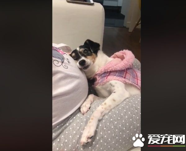狗狗超爱未出世的小主人 用头狂蹭马麻肚皮